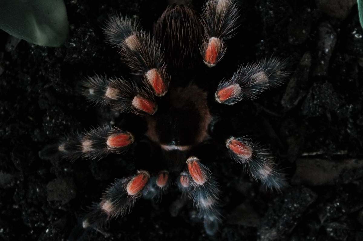tamara gore black and red tarantula southampton